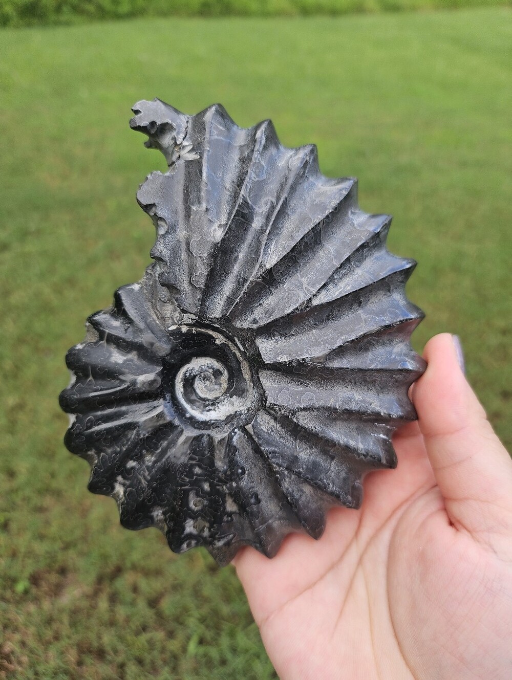 Ammonite Shell 4.8 In - Picture 2 of 3